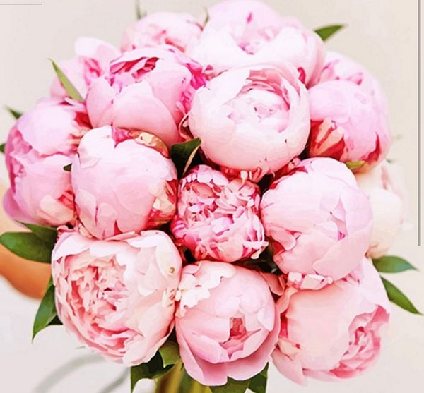 Pretty Pink Peonies the favourite flower of the season. Order online for your next day flower delivery. Bishops Stortford